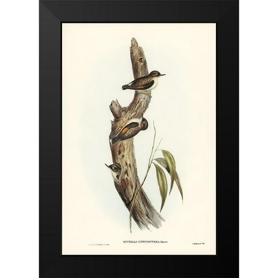 Gould, John 13x18 Black Modern Framed Museum Art Print Titled - Orange-winged Sittella-Sittella chrysoptera