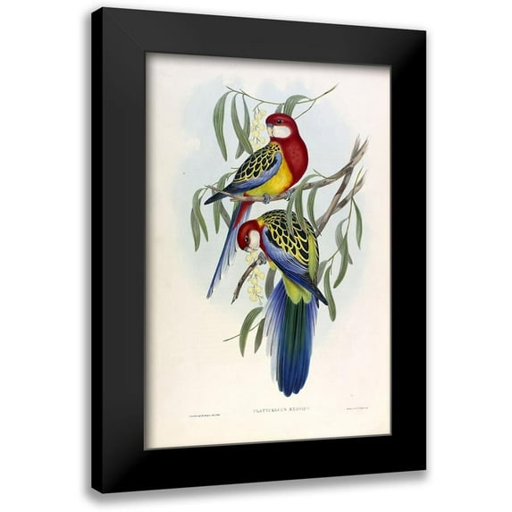 Gould, John 13x18 Black Modern Framed Museum Art Print Titled - Rose Hil Parakeet