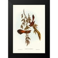 thumbnail image 1 of Gould, John 13x18 Black Modern Framed Museum Art Print Titled - Rufous-fronted Fantail-Rhipidura rufifrons, 1 of 4