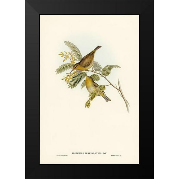 Gould, John 13x18 Black Modern Framed Museum Art Print Titled - Slender-billed Zosterops-Zosterops tenuirostris