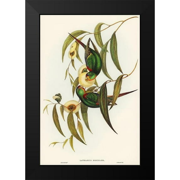 Gould, John 13x18 Black Modern Framed Museum Art Print Titled - Swift Lorikeet-Lathamus discolor