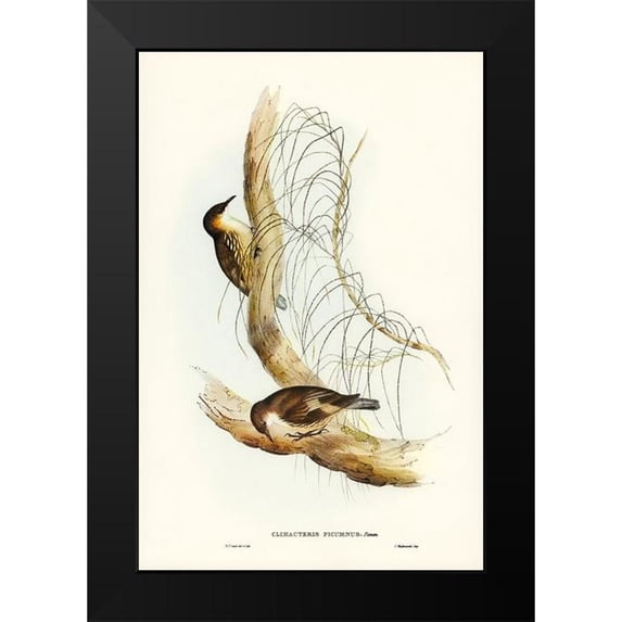 Gould, John 13x18 Black Modern Framed Museum Art Print Titled - White-throated Tree-Creeper-Climacteris picumnus