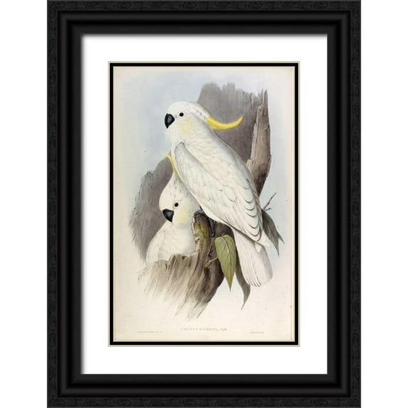 Gould, John 13x18 Black Ornate Wood Framed with Double Matting Museum Art Print Titled - Crested Cockatoo