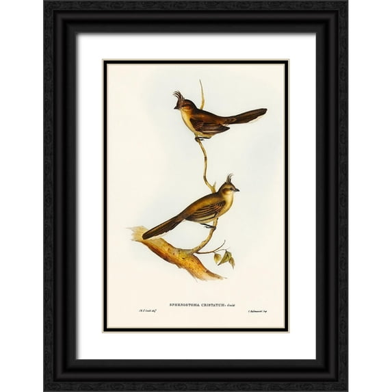 Gould, John 13x18 Black Ornate Wood Framed with Double Matting Museum Art Print Titled - Crested Wedge-bill-Sphenostoma cristata