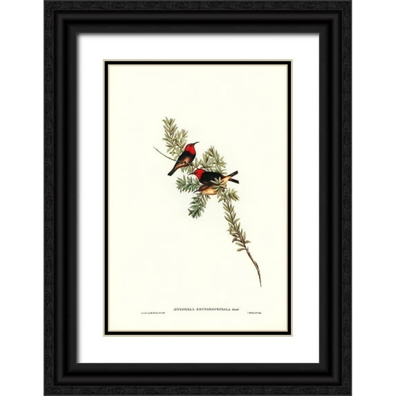 Gould, John 13x18 Black Ornate Wood Framed with Double Matting Museum Art Print Titled - Red-headed Honey-eater-Myzomela erythrocephala