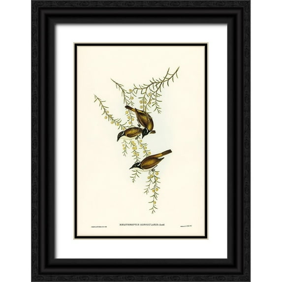 Gould, John 13x18 Black Ornate Wood Framed with Double Matting Museum Art Print Titled - White-throated Honey-eater-Melithreptus albogularis