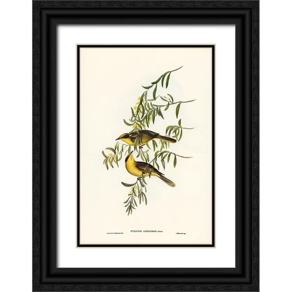 Gould, John 13x18 Black Ornate Wood Framed with Double Matting Museum Art Print Titled - Yellow-tufted Honey-eater-Ptilotis auricomis