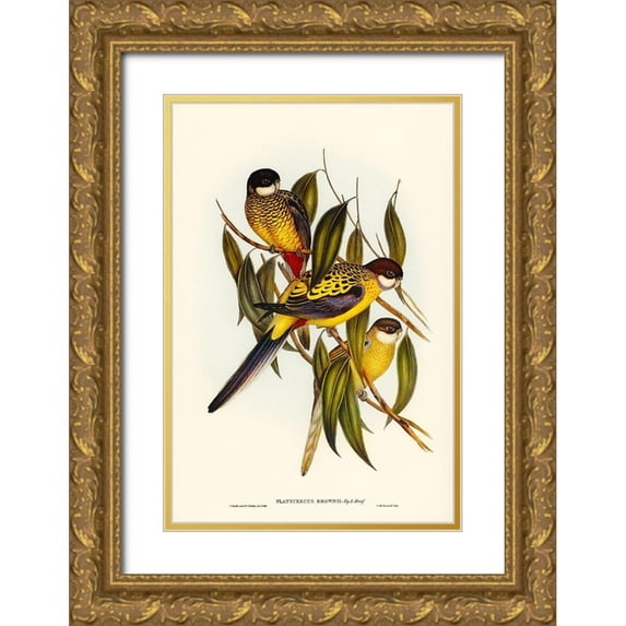 Gould, John 13x18 Gold Ornate Wood Framed with Double Matting Museum Art Print Titled - Browns Parakeet-Platycercus Brownii