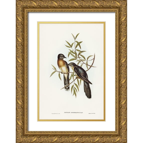 Gould, John 13x18 Gold Ornate Wood Framed with Double Matting Museum Art Print Titled - Brush Cuckoo-Cuculus insperatus