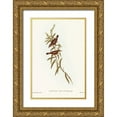 thumbnail image 1 of Gould, John 13x18 Gold Ornate Wood Framed with Double Matting Museum Art Print Titled - Buff-breasted Gerygone-Gerygone laevigaster, 1 of 4