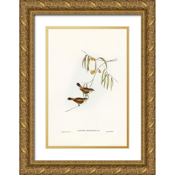 Gould, John 13x18 Gold Ornate Wood Framed with Double Matting Museum Art Print Titled - Chestnut-rumped Acanthiza-Acanthiza uropygialis