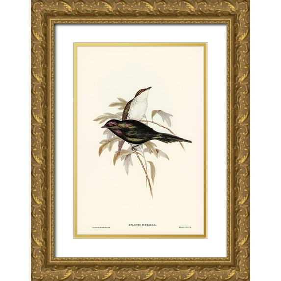 Gould, John 13x18 Gold Ornate Wood Framed with Double Matting Museum Art Print Titled - Shining starling-Aplonis metallica