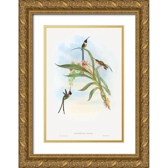 Gould, John 13x18 Gold Ornate Wood Framed with Double Matting Museum Art Print Titled - Tharmastura enicura-Slender Shear-Tail