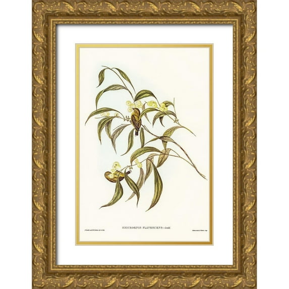 Gould, John 13x18 Gold Ornate Wood Framed with Double Matting Museum Art Print Titled - Yellow Weebill-Smicrornis flavescens