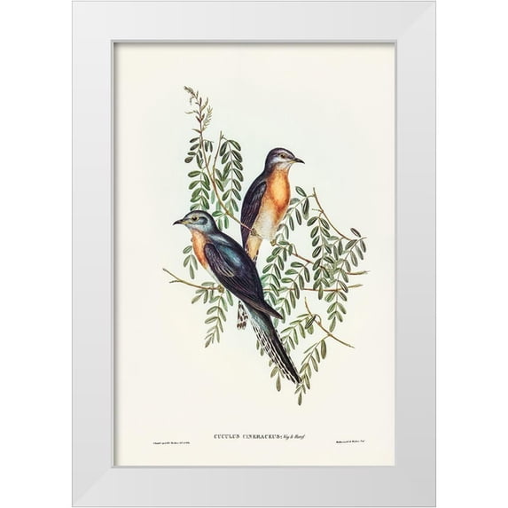 Gould, John 13x18 White Modern Wood Framed Museum Art Print Titled - Ash-coloured Cuckoo-Cuculus cineraceus