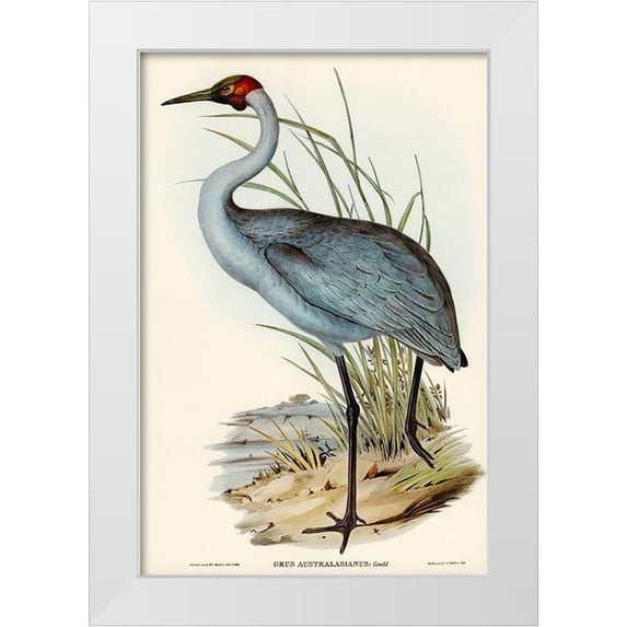 Gould, John 13x18 White Modern Wood Framed Museum Art Print Titled - Australian Crane-Grus Australasianus