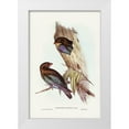 thumbnail image 1 of Gould, John 13x18 White Modern Wood Framed Museum Art Print Titled - Australian Roller-Eurystomus Australis, 1 of 4