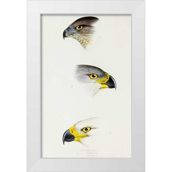 Gould, John 13x18 White Modern Wood Framed Museum Art Print Titled - Australlan Goshawk and Grey Goshawk