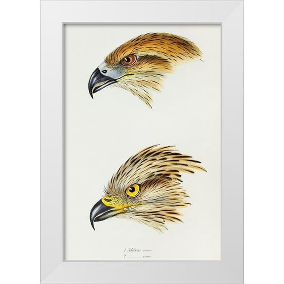 Gould, John 13x18 White Modern Wood Framed Museum Art Print Titled - Black Kite-Milvus affinis and Square-tailed Kite-Milvus Isurus