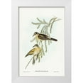 thumbnail image 1 of Gould, John 13x18 White Modern Wood Framed Museum Art Print Titled - Black-eared Cuckoo-Chalcites osculans, 1 of 4
