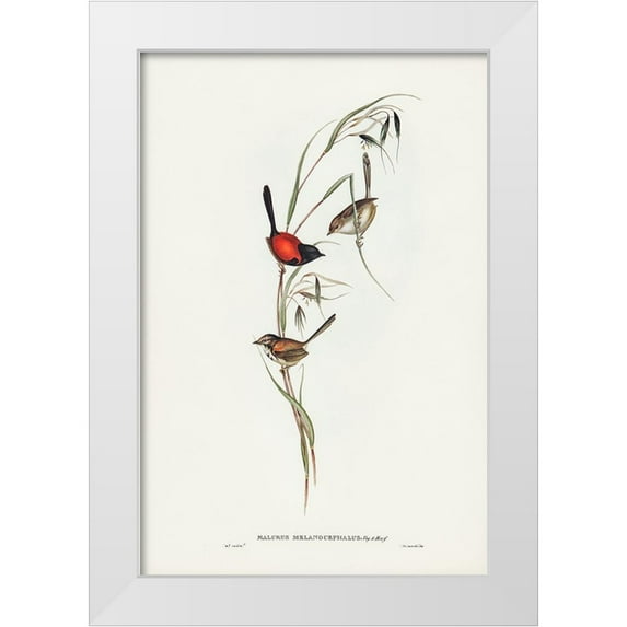 Gould, John 13x18 White Modern Wood Framed Museum Art Print Titled - Black-headed Wren-Malurus melanocephalus
