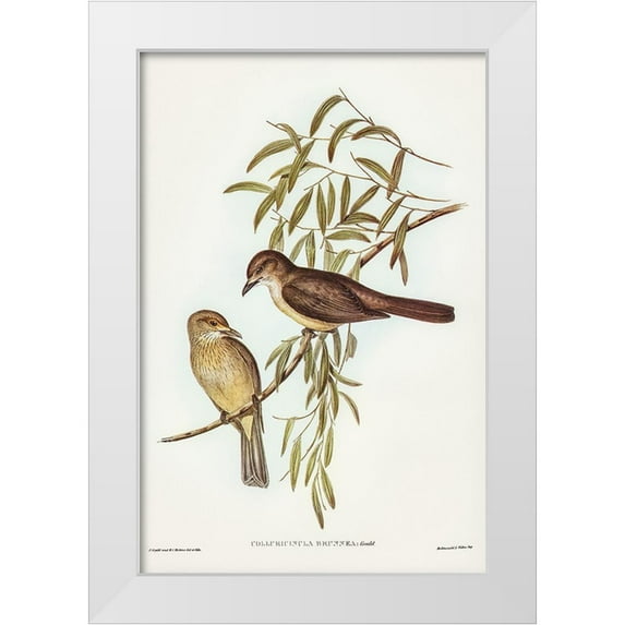 Gould, John 13x18 White Modern Wood Framed Museum Art Print Titled - Brown Colluricincla-Colluricincla brunnea