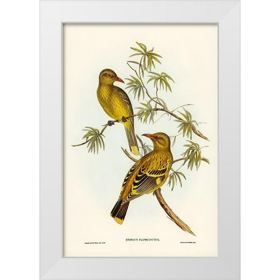 Gould, John 13x18 White Modern Wood Framed Museum Art Print Titled - Crescent-marked Oriole