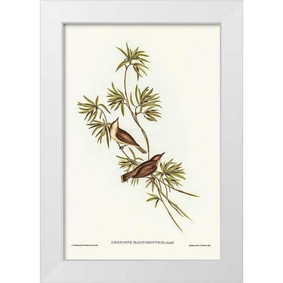 Gould, John 13x18 White Modern Wood Framed Museum Art Print Titled - Great-billed Gerygone-Gerygone magnirostris