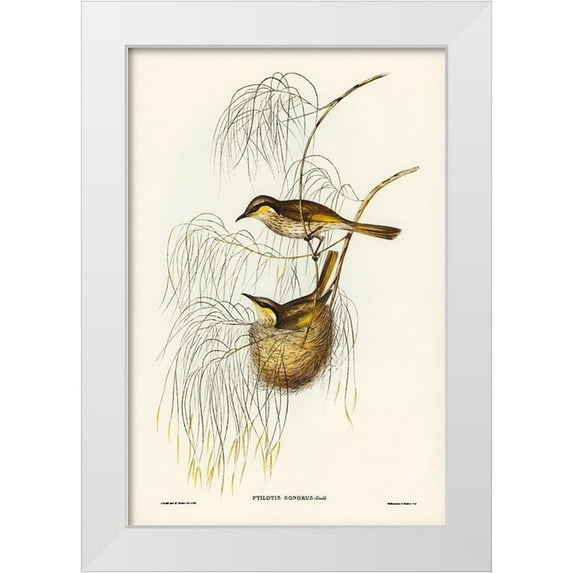 Gould, John 13x18 White Modern Wood Framed Museum Art Print Titled - Singing Honey-eater-Ptilotis sonorus