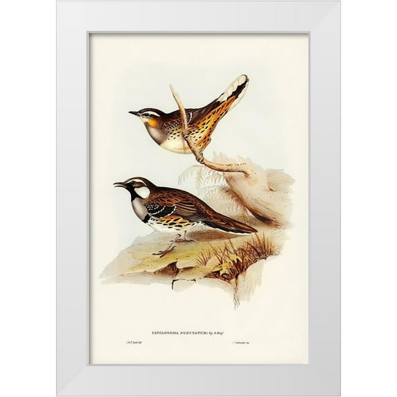 Gould, John 13x18 White Modern Wood Framed Museum Art Print Titled - Spotted Groud Thrush-Cinclosoma punctatum