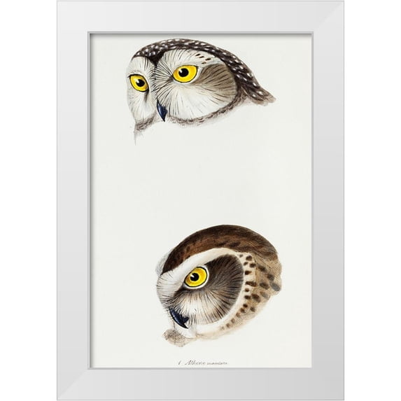 Gould, John 13x18 White Modern Wood Framed Museum Art Print Titled - Spotted owl-Athene maculata and Boobook owl-Athene boobook