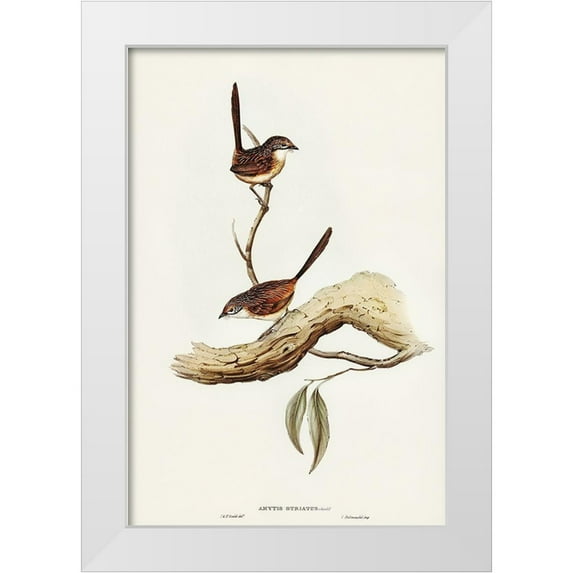 Gould, John 13x18 White Modern Wood Framed Museum Art Print Titled - Striated Wren-Amytis striatus