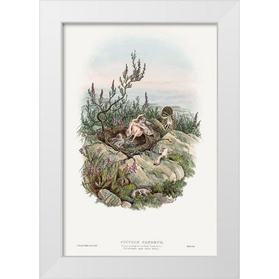 Gould, John 13x18 White Modern Wood Framed Museum Art Print Titled - The birds of Great Britain-Cuculus Canorus