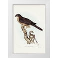 thumbnail image 1 of Gould, John 13x18 White Modern Wood Framed Museum Art Print Titled - West Australian Goshawk-Astur cruentus, 1 of 4