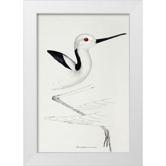 Gould, John 13x18 White Modern Wood Framed Museum Art Print Titled - White-headed stilt-Himantopus leucocephalus