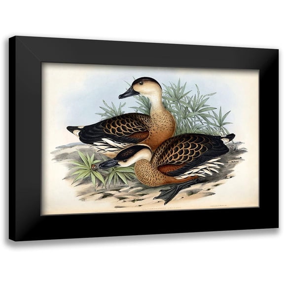 Gould, John 14x10 Black Modern Framed Museum Art Print Titled - Whistling Duck