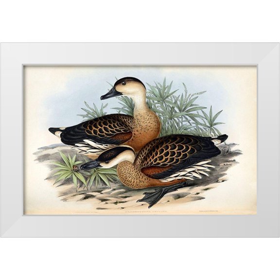 Gould, John 14x10 White Modern Wood Framed Museum Art Print Titled - Whistling Duck