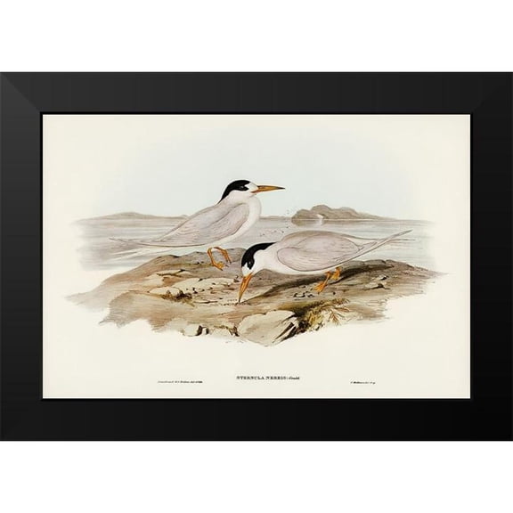 Gould, John 14x11 Black Modern Framed Museum Art Print Titled - Australian Little Tern-Sternula Nereis