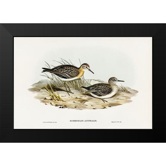 Gould, John 14x11 Black Modern Framed Museum Art Print Titled - Australian Tringa-Schoeniclus Australis