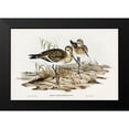 thumbnail image 1 of Gould, John 14x11 Black Modern Framed Museum Art Print Titled - Black-tailed Godwit-Limosa Melanuroides, 1 of 4