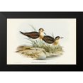 thumbnail image 1 of Gould, John 14x11 Black Modern Framed Museum Art Print Titled - Brown Plover-Charadrius veredus, 1 of 4