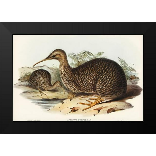 Gould, John 14x11 Black Modern Framed Museum Art Print Titled - Little spotted kiwi or Little gray kiwi-Apteryx Owenii