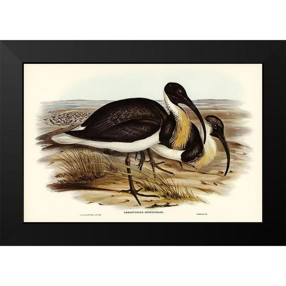 Gould, John 14x11 Black Modern Framed Museum Art Print Titled - Straw-necked Ibis-Geronticus spinicollis