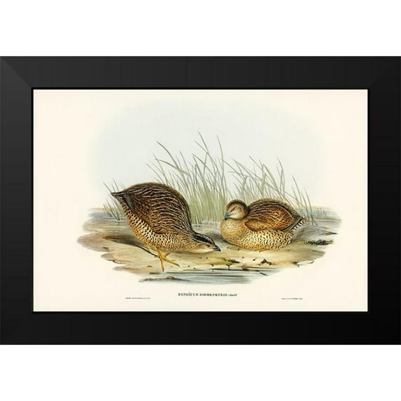 Gould, John 14x11 Black Modern Framed Museum Art Print Titled - Van Diemens Land Partridge-Synoicus Diemenensis