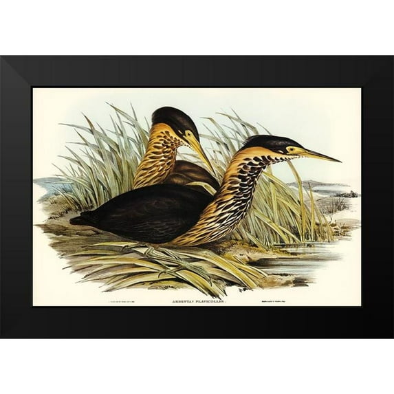 Gould, John 14x11 Black Modern Framed Museum Art Print Titled - Yellow-necked Bittern-Ardetta flavicollis