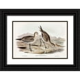 thumbnail image 1 of Gould, John 14x11 Black Ornate Wood Framed with Double Matting Museum Art Print Titled - Barred-rumped Godwit-Limosa uropygialis, 1 of 4