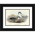 thumbnail image 1 of Gould, John 14x11 Black Ornate Wood Framed with Double Matting Museum Art Print Titled - Fairy Penguin-Spheniscus undina, 1 of 4