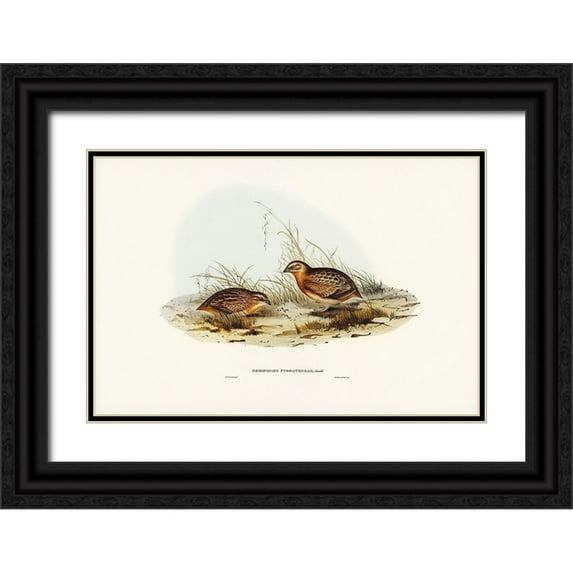 Gould, John 14x11 Black Ornate Wood Framed with Double Matting Museum Art Print Titled - Red-chested Hemipode-Hemipodius pyrrhothorax