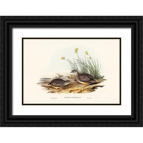 Gould, John 14x11 Black Ornate Wood Framed with Double Matting Museum Art Print Titled - Sparkling Hemipode-Hemipodius scintillans