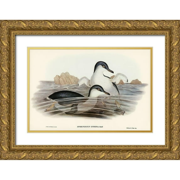 Gould, John 14x11 Gold Ornate Wood Framed with Double Matting Museum Art Print Titled - Fairy Penguin-Spheniscus undina